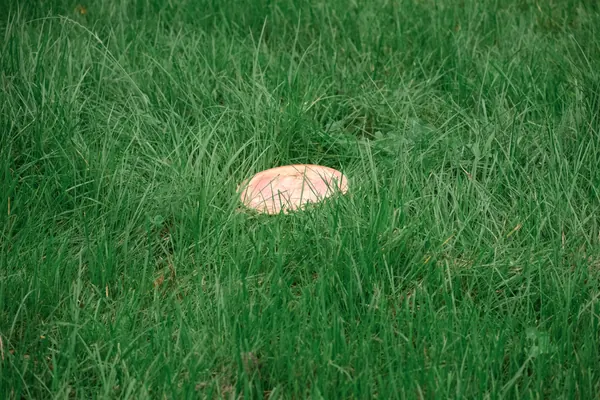 Riga Disc Golf Park Kleistos